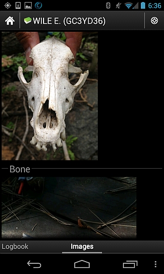 The hidden treasure is a coyote skull!