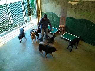 Big dog play area.