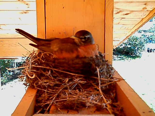 Rafaela the robin brooding on her nest prior to hatch.